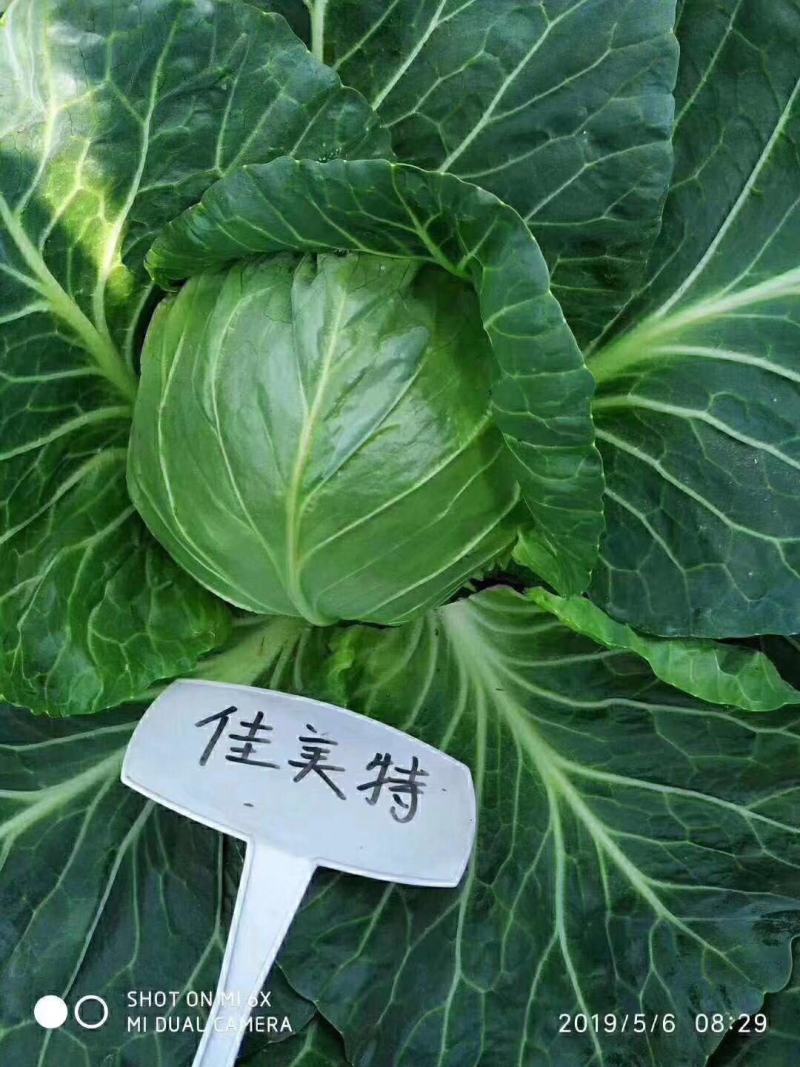 结球甘蓝种子佳美特春秋型甘蓝包菜种子耐裂翠绿色莲花白种