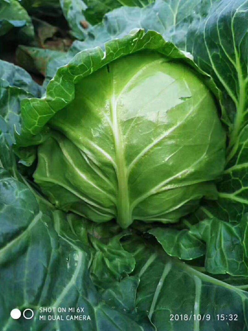 结球甘蓝种子佳美特春秋型甘蓝包菜种子耐裂翠绿色莲花白种
