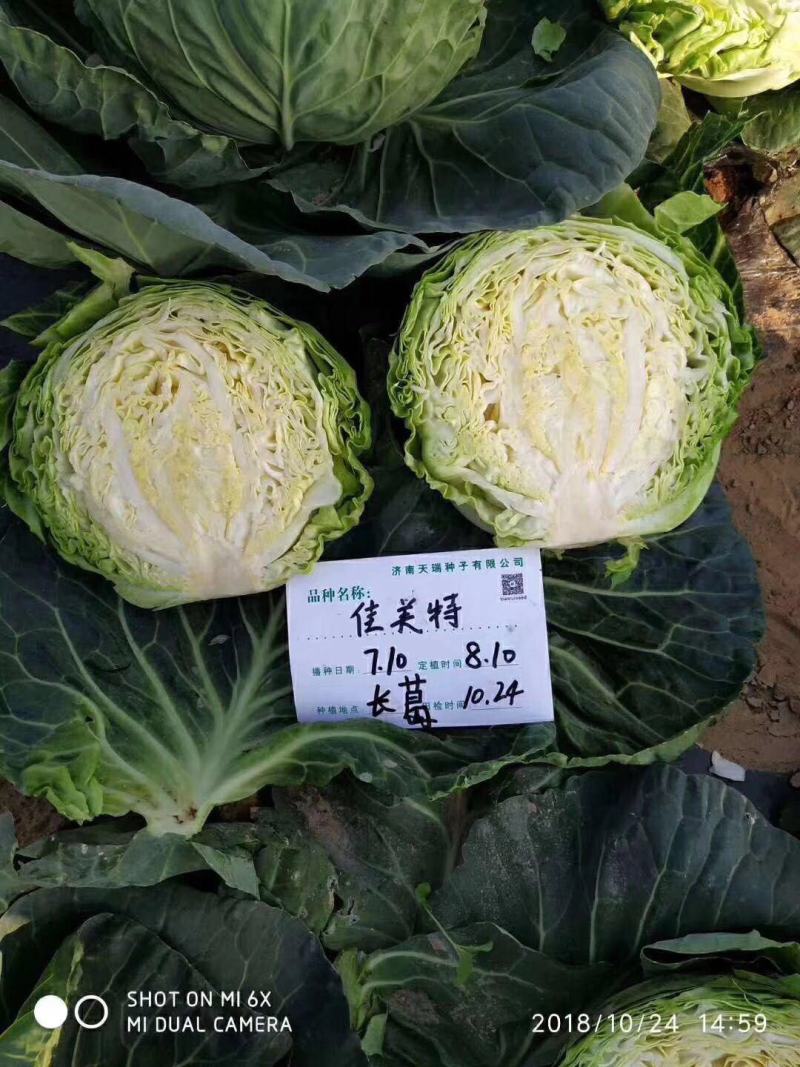 结球甘蓝种子佳美特春秋型甘蓝包菜种子耐裂翠绿色莲花白种