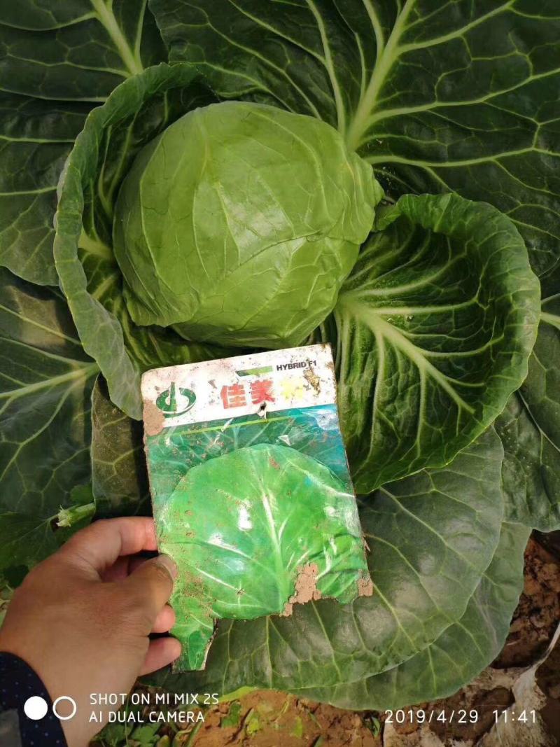 结球甘蓝种子佳美特春秋型甘蓝包菜种子耐裂翠绿色莲花白种