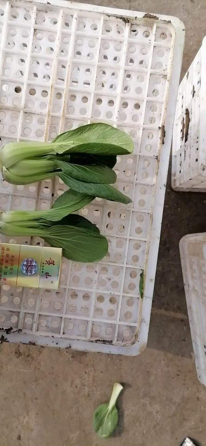 安徽精品上海青大量上市