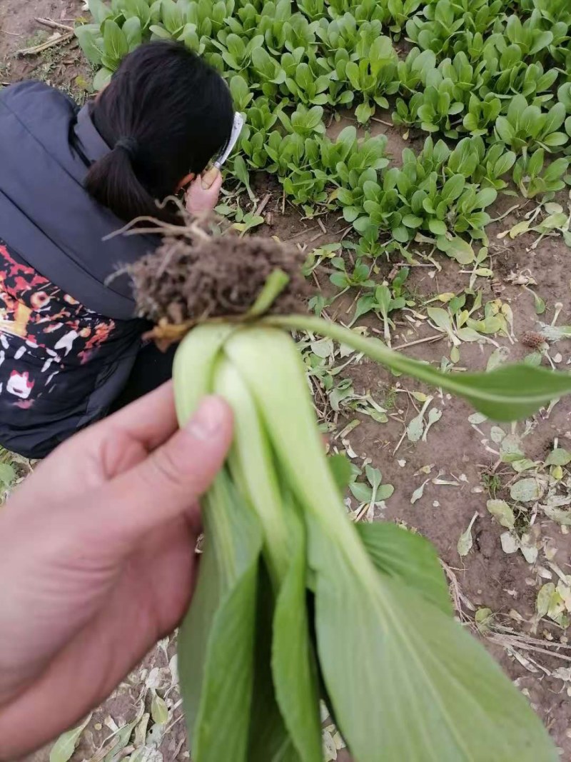 安徽精品上海青大量上市