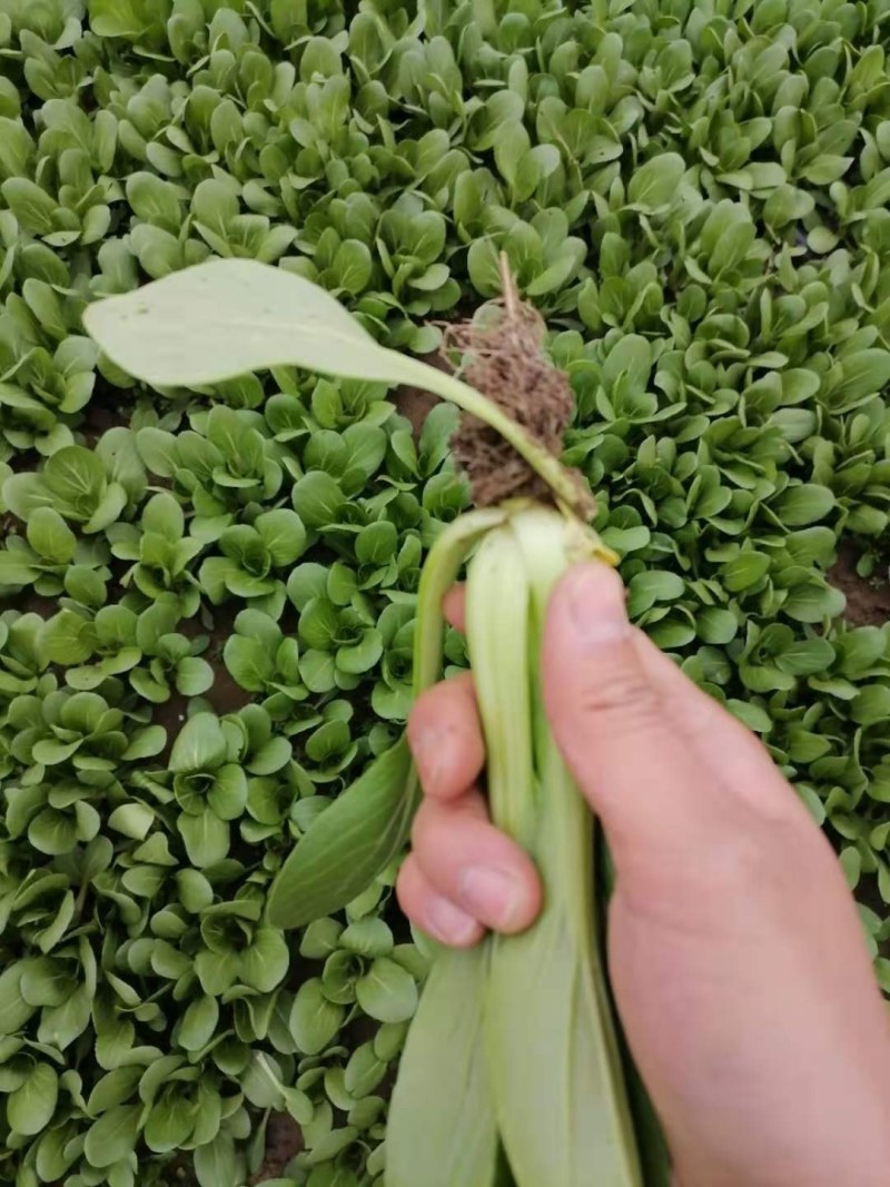 安徽精品上海青大量上市
