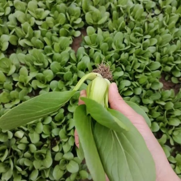 安徽精品上海青大量上市
