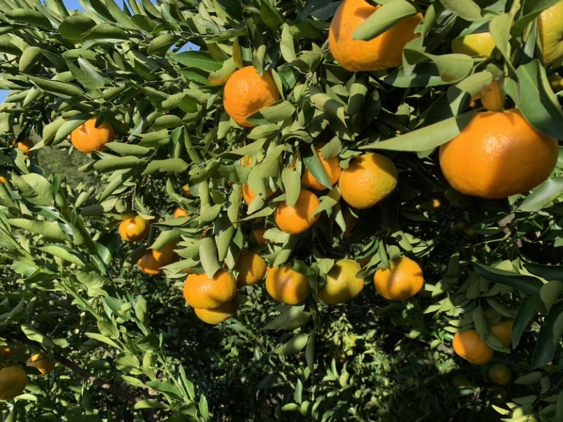 建瓯高山芦柑自家种植
