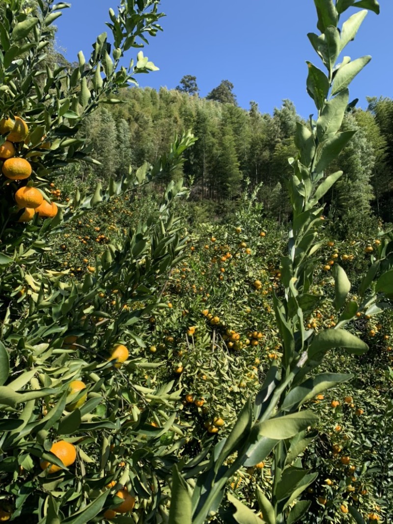 建瓯高山芦柑自家种植