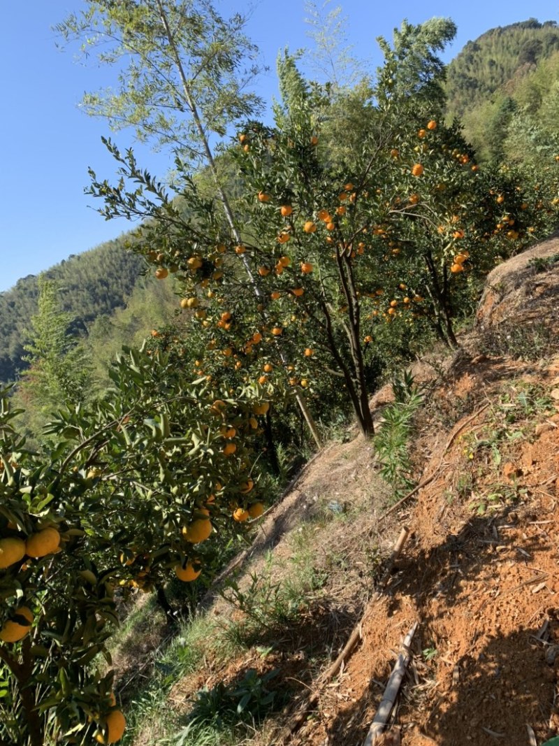 建瓯高山芦柑自家种植
