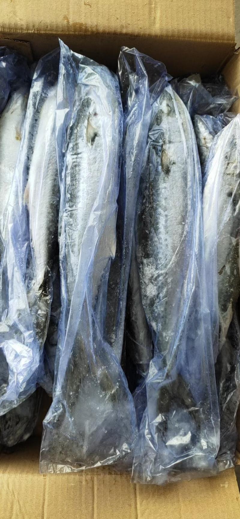 鲅鱼马鲛鱼单条一斤多9块一斤批发新鲜速冻量大批发