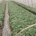【文初·春研】早熟辣椒苗亩产4000KG～4500KG