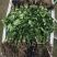 【文初·春研】早熟辣椒苗亩产4000KG～4500KG