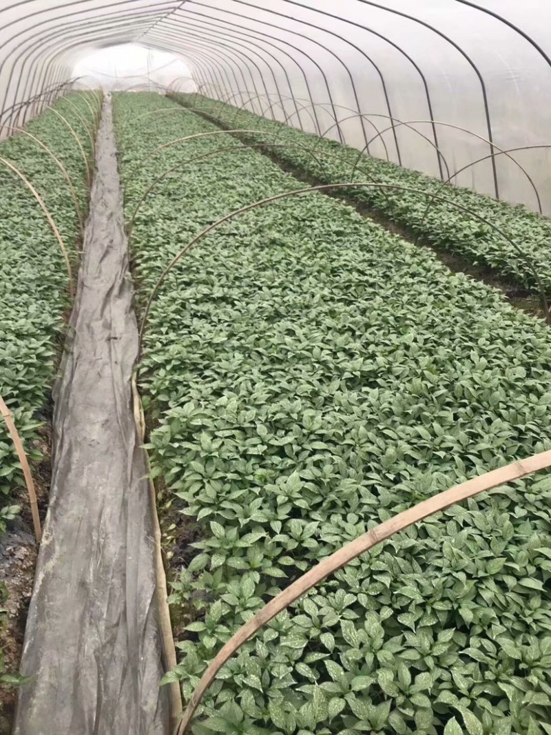 【文初·春研】早熟辣椒苗亩产4000KG～4500KG