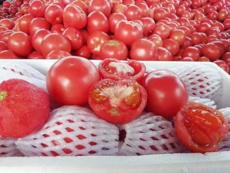 硬粉西红柿自然成熟攀枝花货源充足量大价优欢迎选