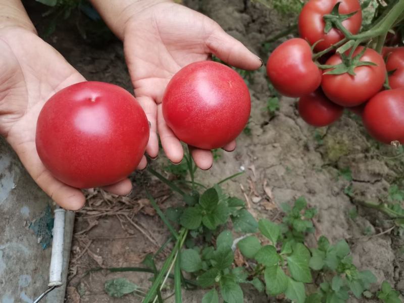 硬粉西红柿自然成熟攀枝花货源充足量大价优欢迎选