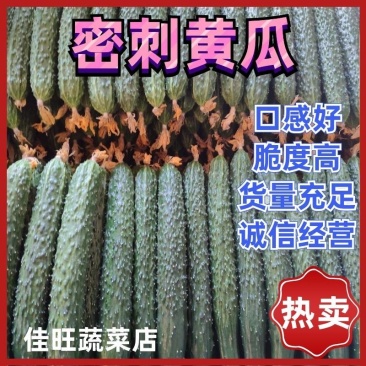 河北密刺黄瓜实力代收！合作共赢！用实力说话