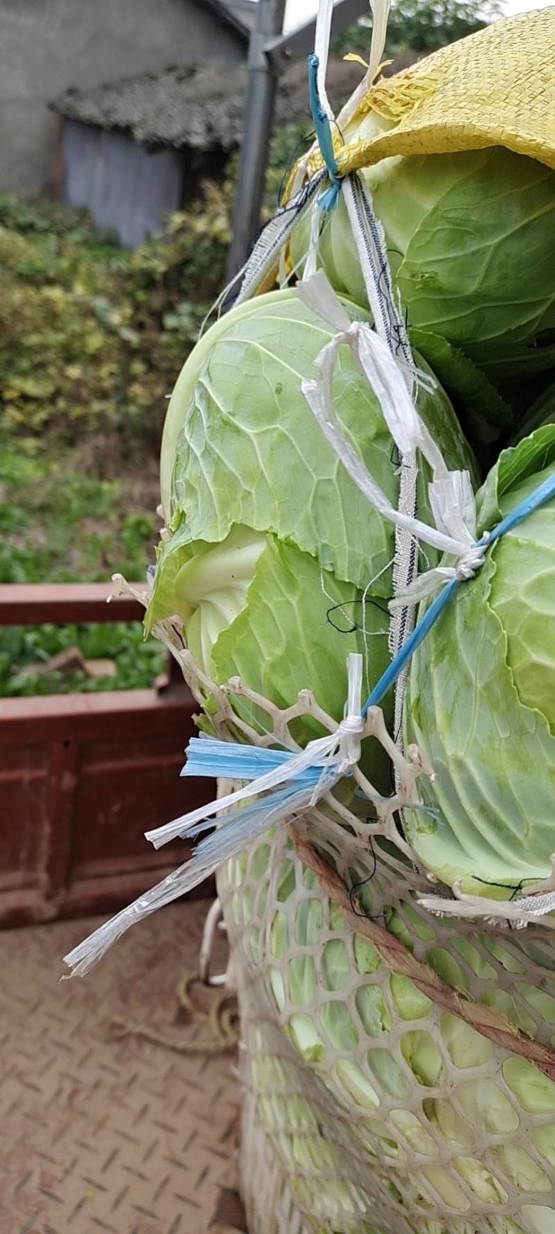 包菜，平头包菜，扁包，铁包