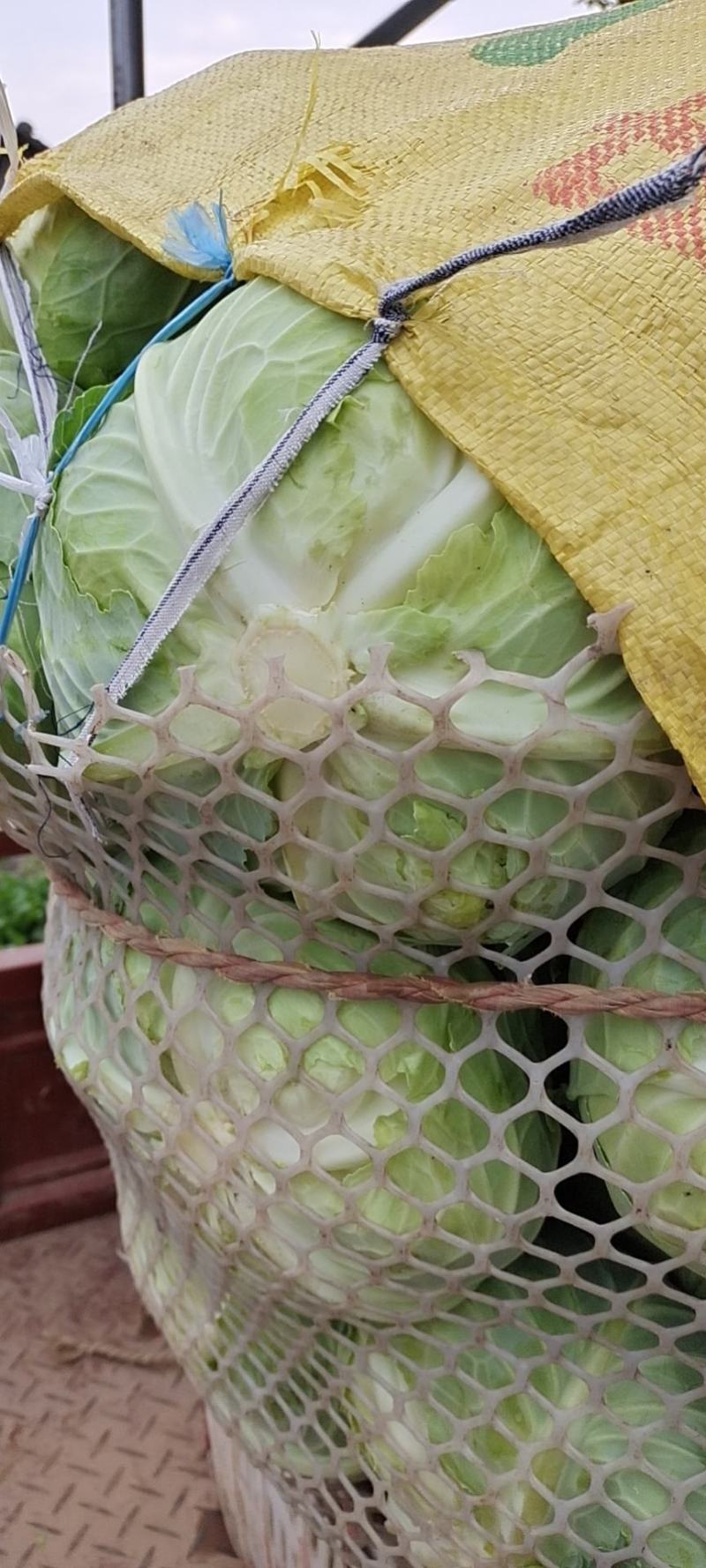 包菜，平头包菜，扁包，铁包