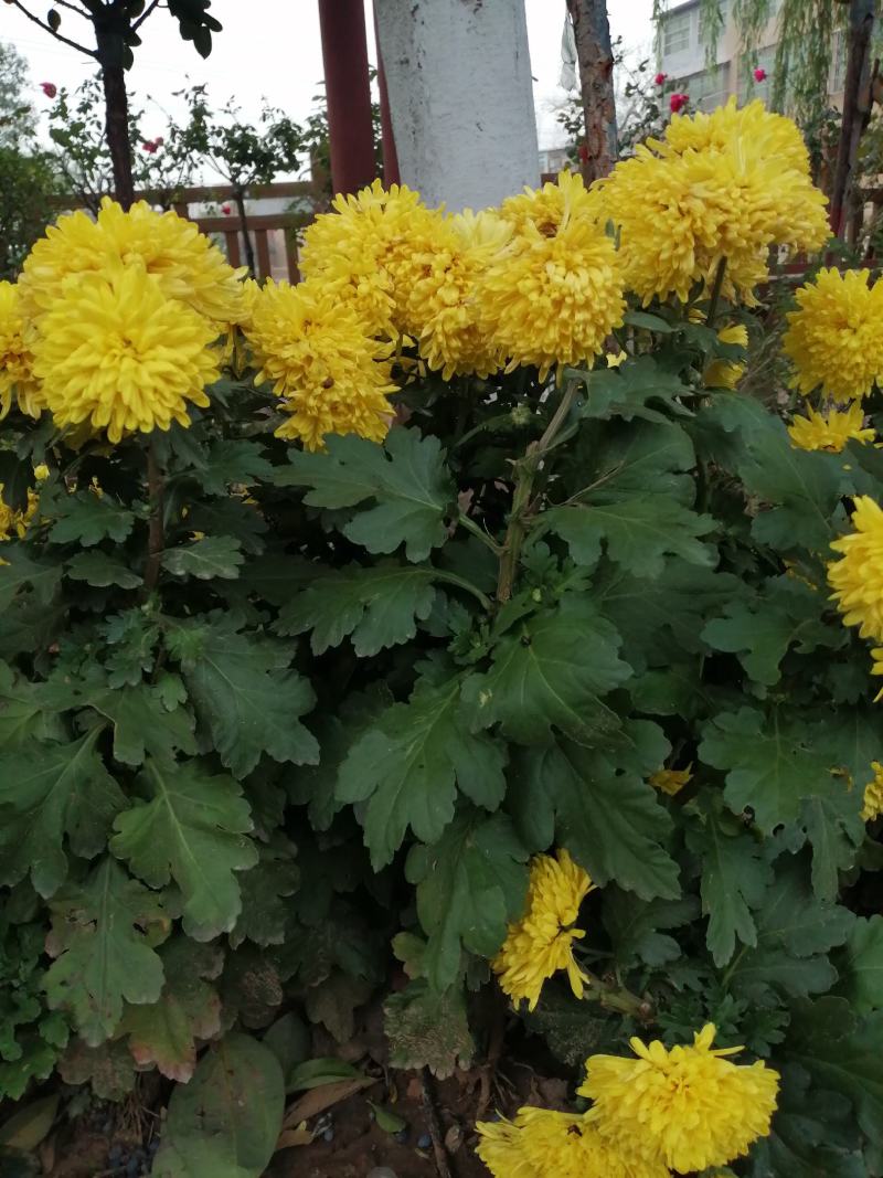 【产地直供】烘干过的菊花，花茶黄菊茶