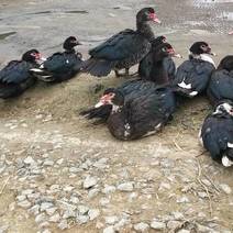 农家散养的大种黑花番鸭