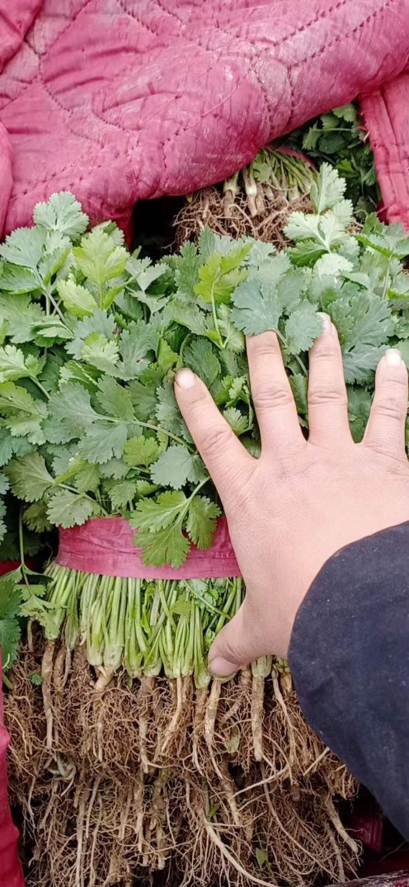 香菜，大棚万亩精品大叶香菜，一手货源低价批发
