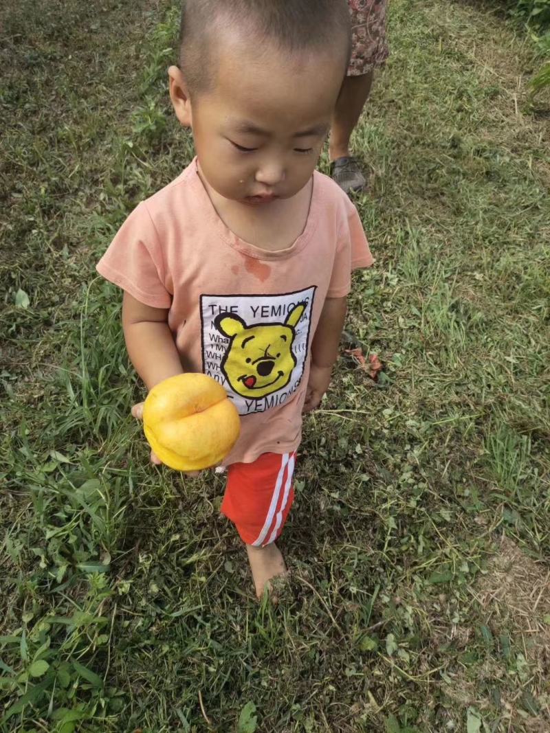 【推荐】油蟠桃苗早熟油蟠桃树苗品种放心