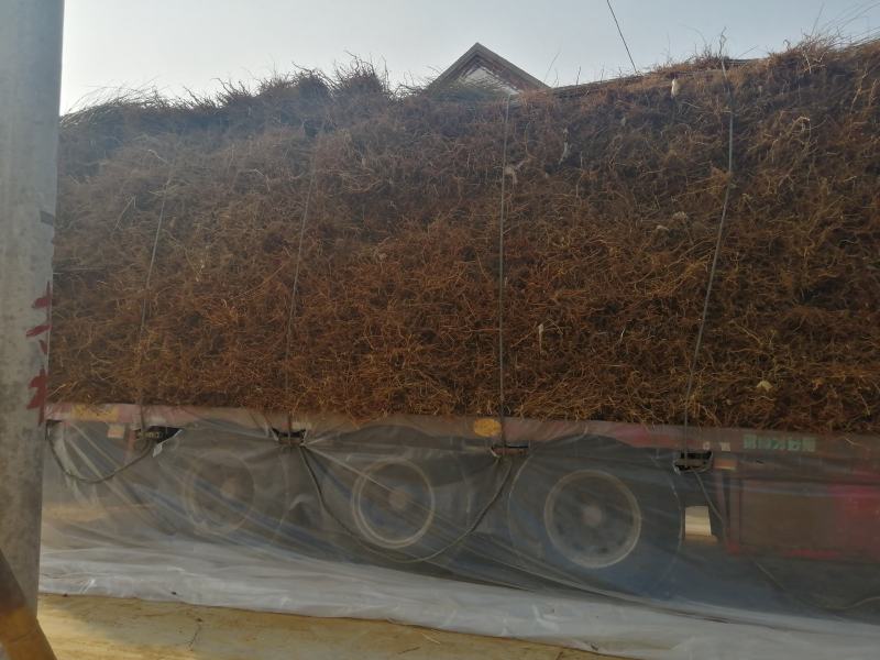 【推荐】油蟠桃苗早熟油蟠桃树苗品种放心