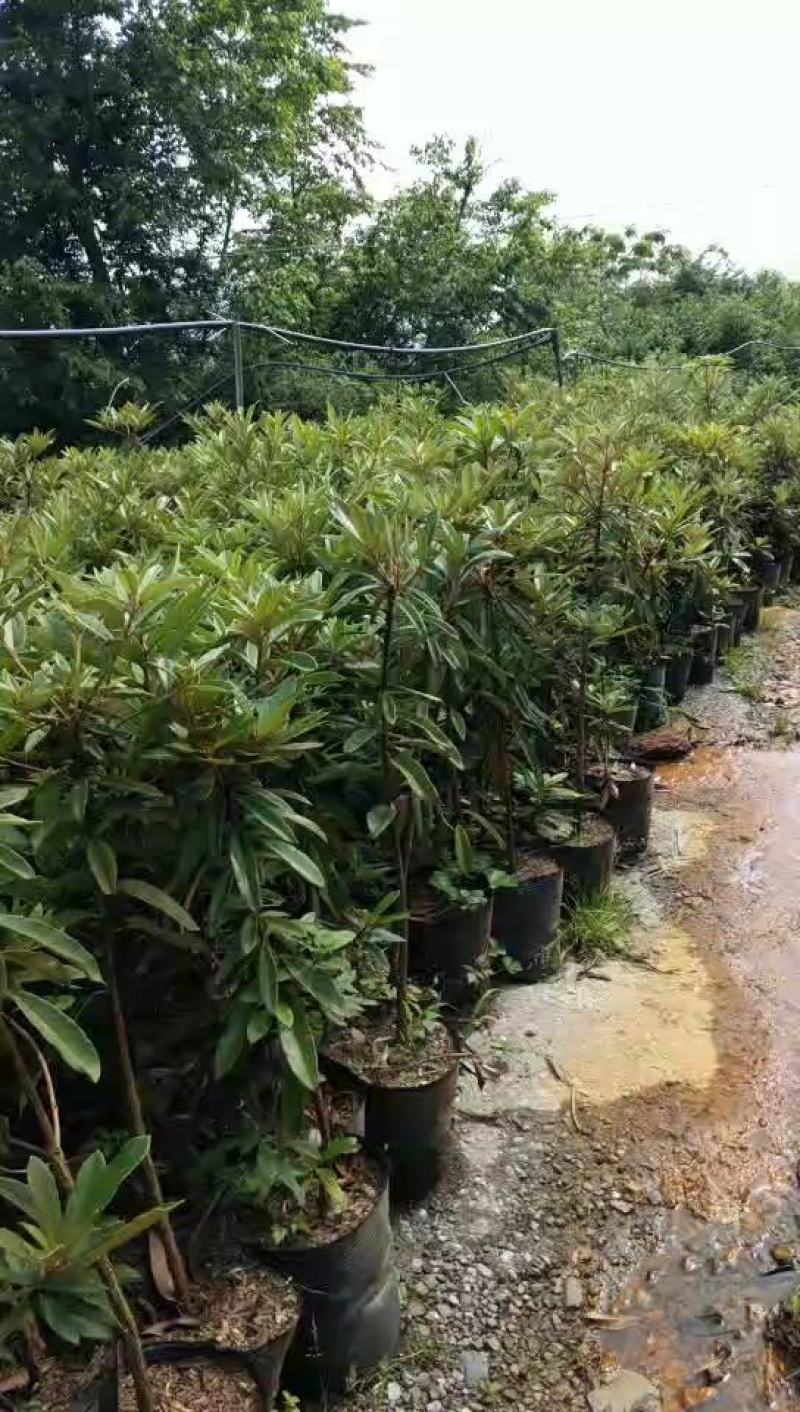 地径2-3公分高山杜鹃优质袋苗