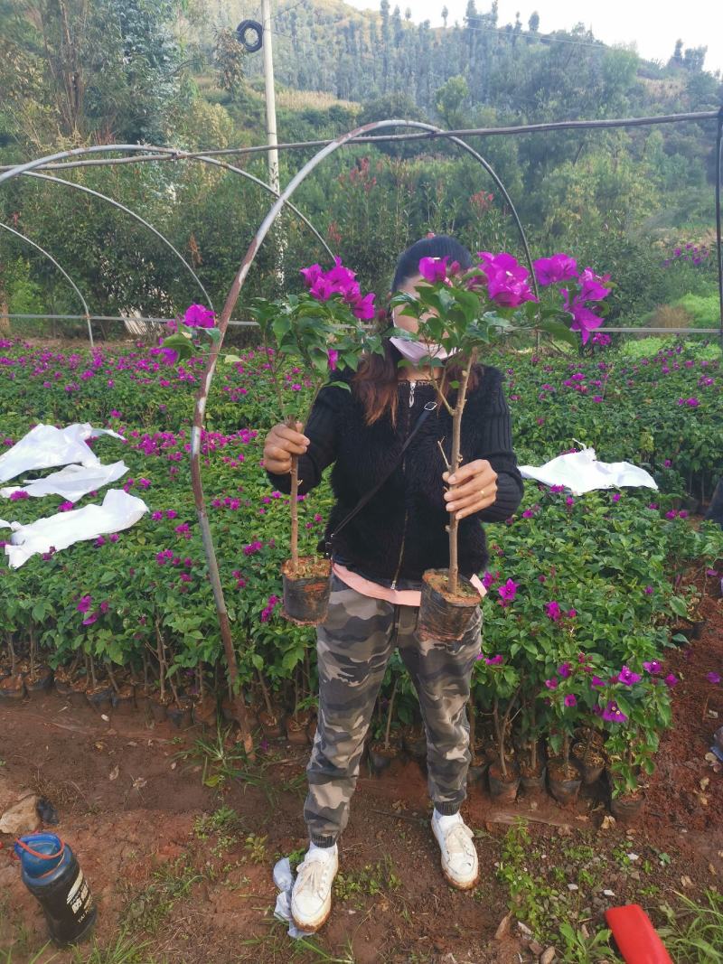 大量批发整体高度五十左右的云南紫三角梅基地直发