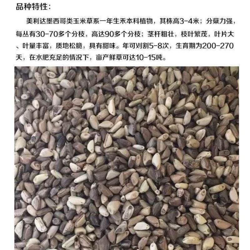 墨西哥玉米草种子玉米草种籽牧草鸡鸭鹅牛羊鱼高产高营养饲草