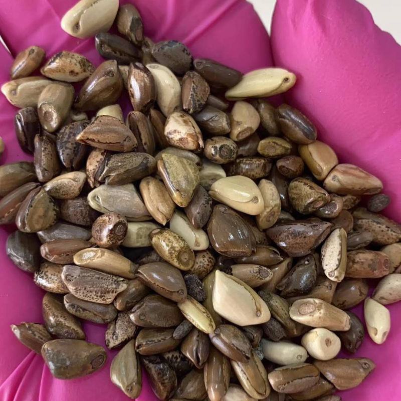 墨西哥玉米草种子玉米草种籽牧草鸡鸭鹅牛羊鱼高产高营养饲草