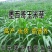 墨西哥玉米草种子玉米草种籽牧草鸡鸭鹅牛羊鱼高产高营养饲草