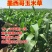 墨西哥玉米草种子玉米草种籽牧草鸡鸭鹅牛羊鱼高产高营养饲草