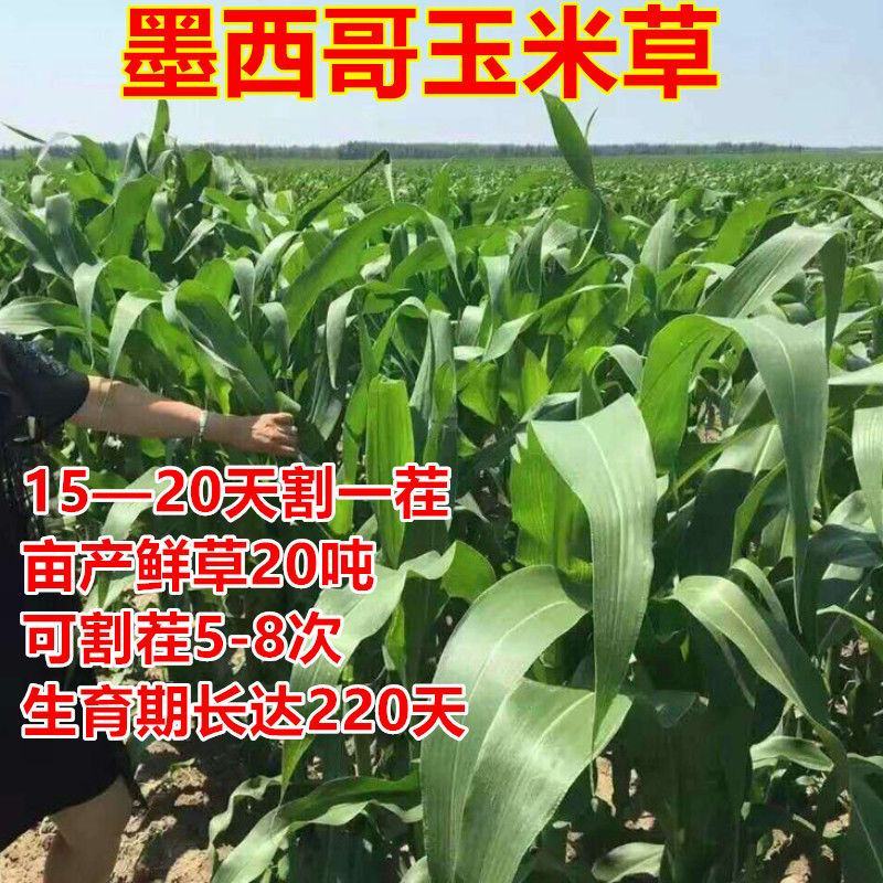 墨西哥玉米草种子玉米草种籽牧草鸡鸭鹅牛羊鱼高产高营养饲草