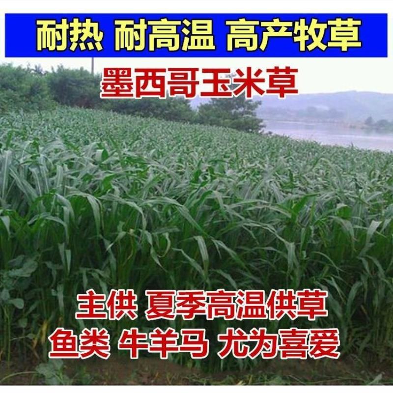 墨西哥玉米草种子玉米草种籽牧草鸡鸭鹅牛羊鱼高产高营养饲草