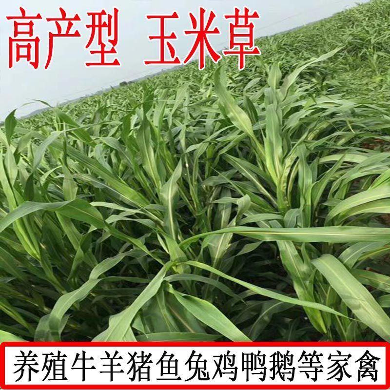 墨西哥玉米草种子玉米草种籽牧草鸡鸭鹅牛羊鱼高产高营养饲草