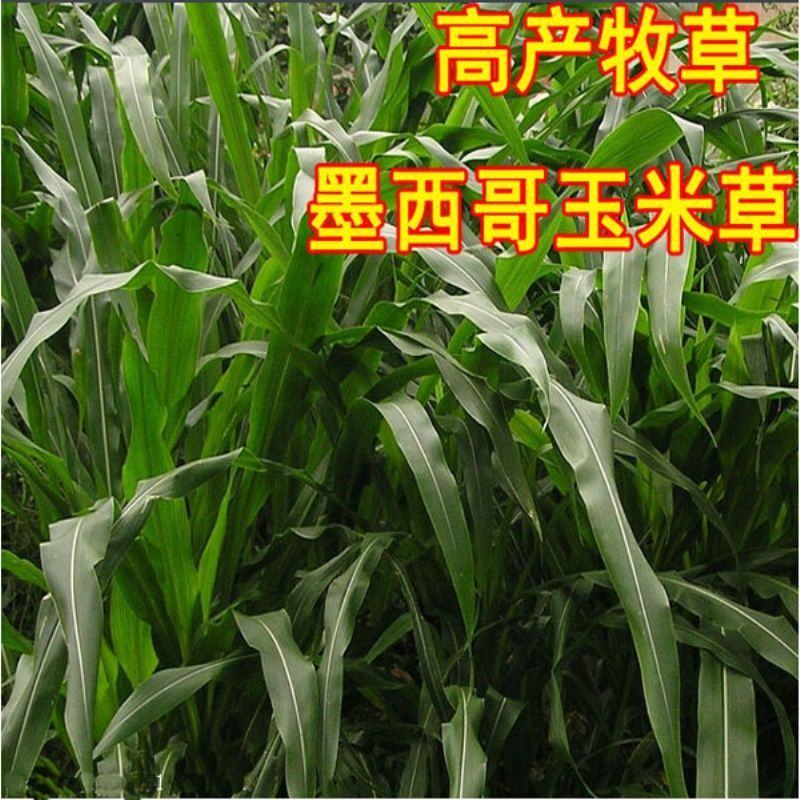 墨西哥玉米草种子玉米草种籽牧草鸡鸭鹅牛羊鱼高产高营养饲草
