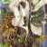野生菌汤包云南特产菌菇荟萃净重100克加送25克