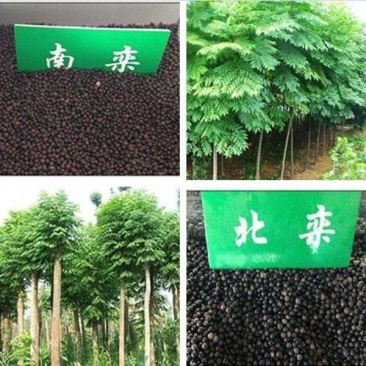 新采林木种子栾树种子北京栾树种籽黄山栾树种子北栾