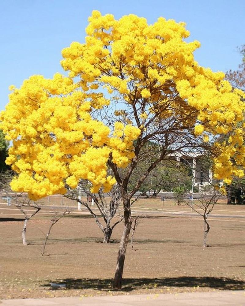 绿化林木树种籽黄花风铃木种子红花风铃木种子风景树绿化苗木