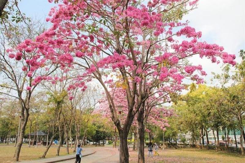 绿化林木树种籽黄花风铃木种子红花风铃木种子风景树绿化苗木