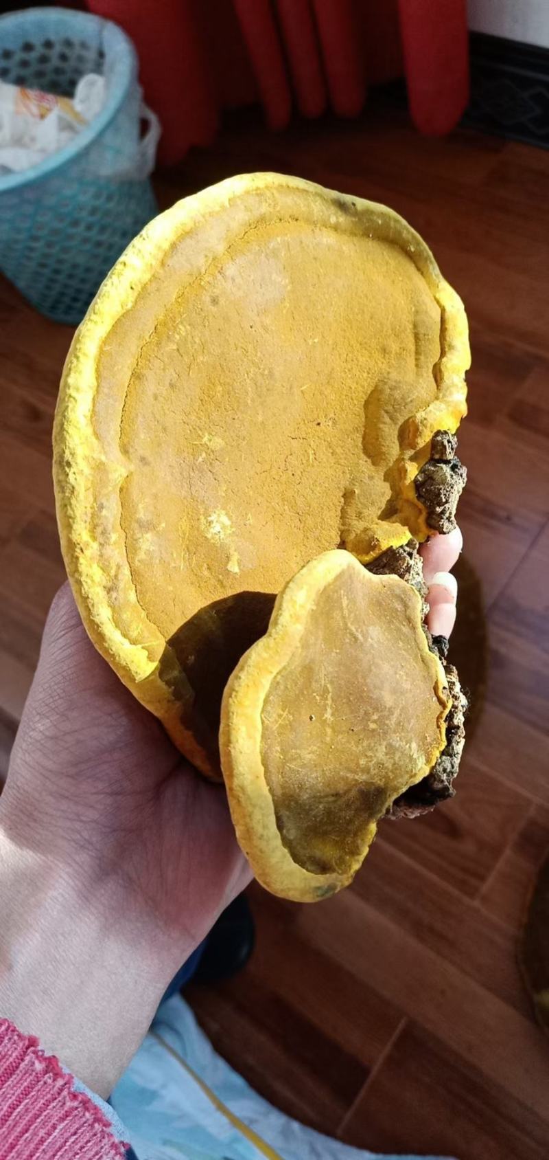 纯野生桑树桑黄金边纯正品好品质桑树桑黄诚信经营