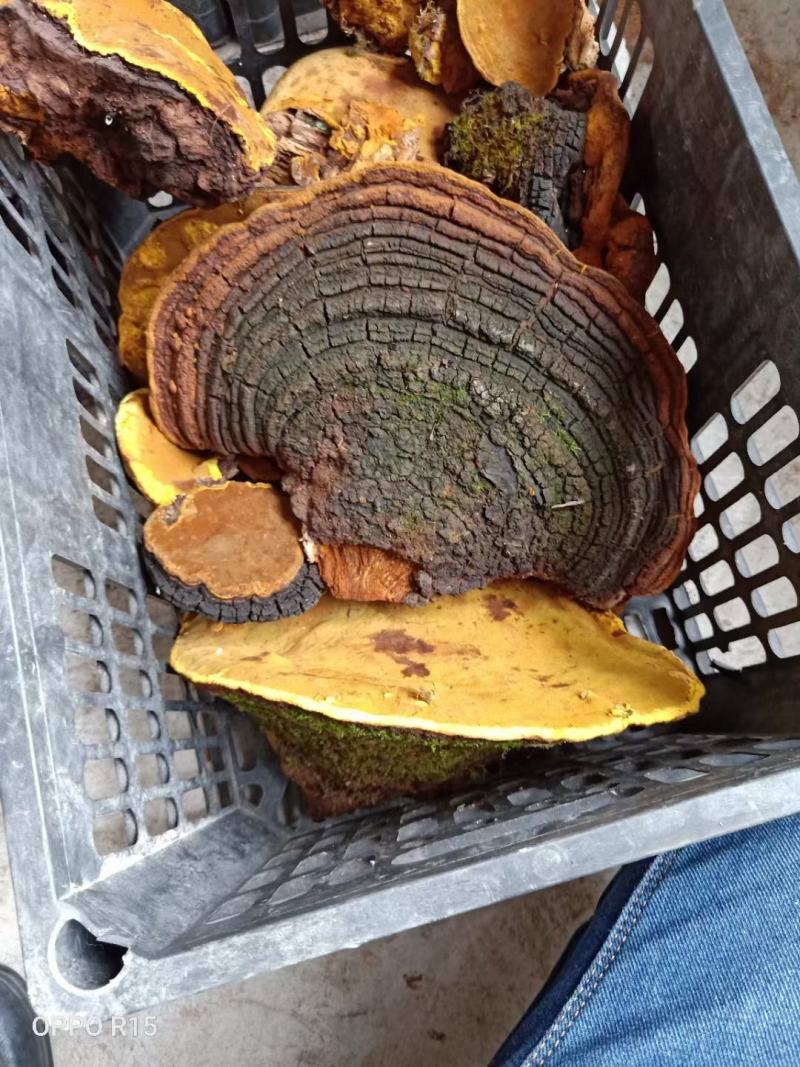 纯野生桑树桑黄金边纯正品好品质桑树桑黄诚信经营