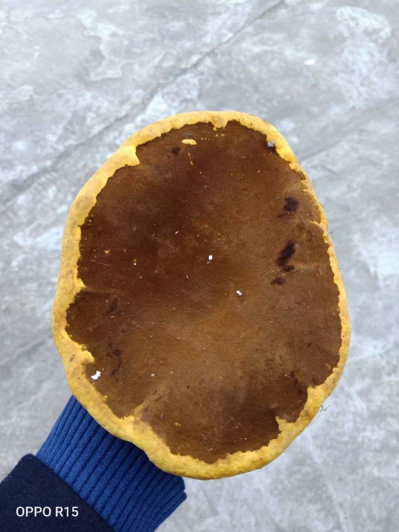 纯野生桑树桑黄金边纯正品好品质桑树桑黄诚信经营