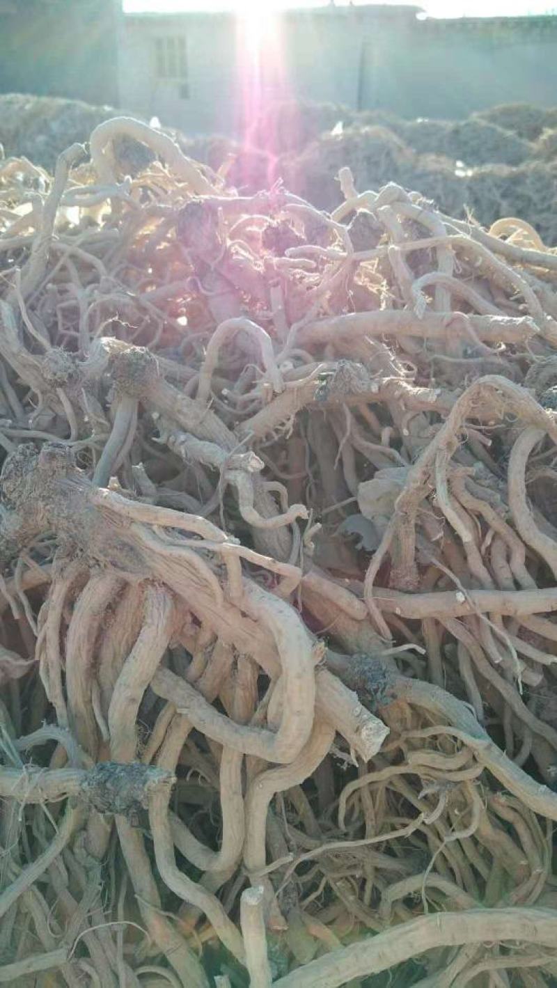 甘肃张掖板蓝根，板蓝根叶
