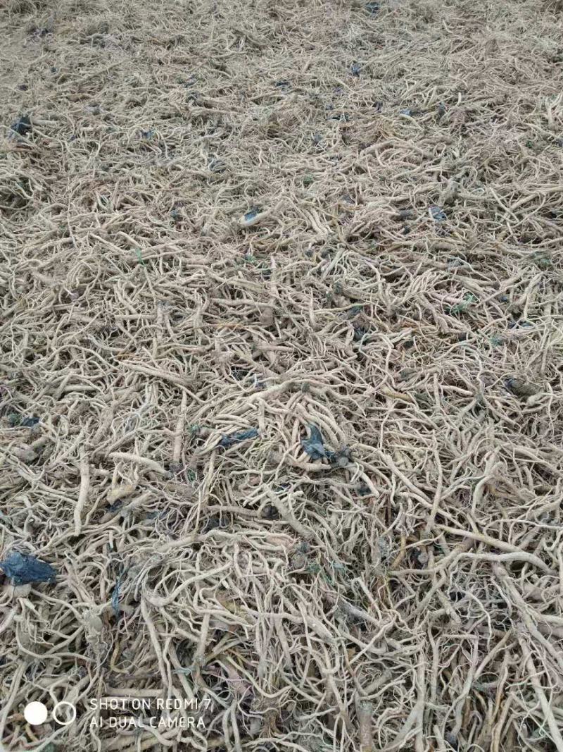 甘肃张掖板蓝根，板蓝根叶