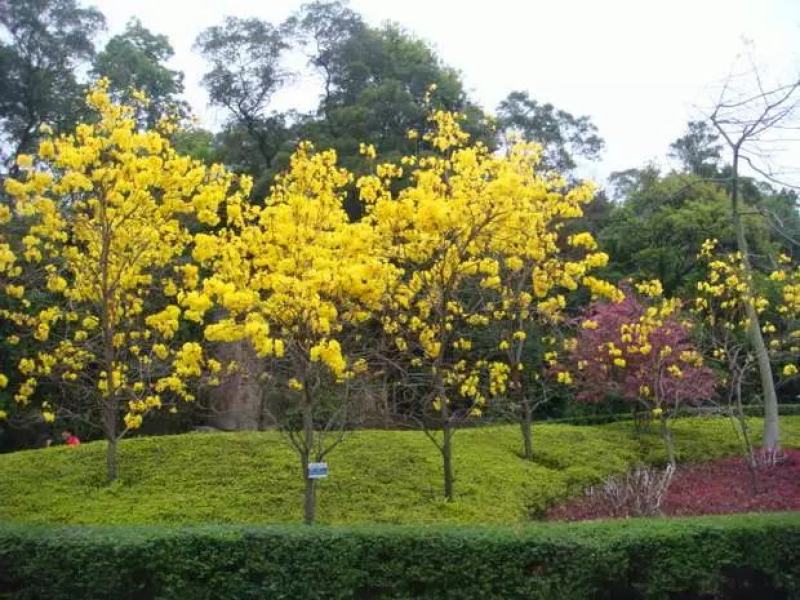 绿化林木树种籽黄花风铃木种子红花风铃木种子风景树绿化苗木