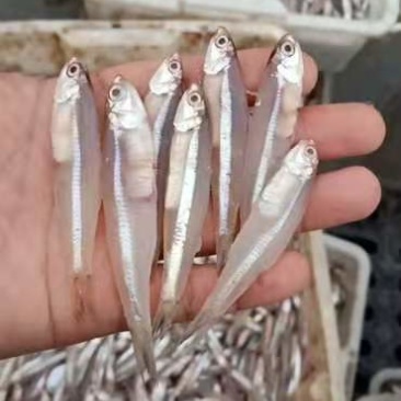白帆鱼新鲜和干货都有