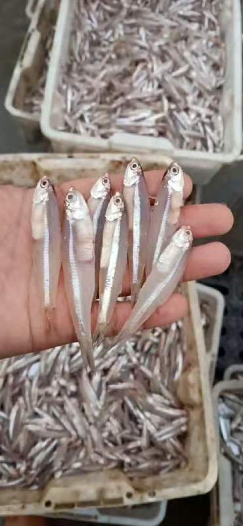 白帆鱼新鲜和干货都有