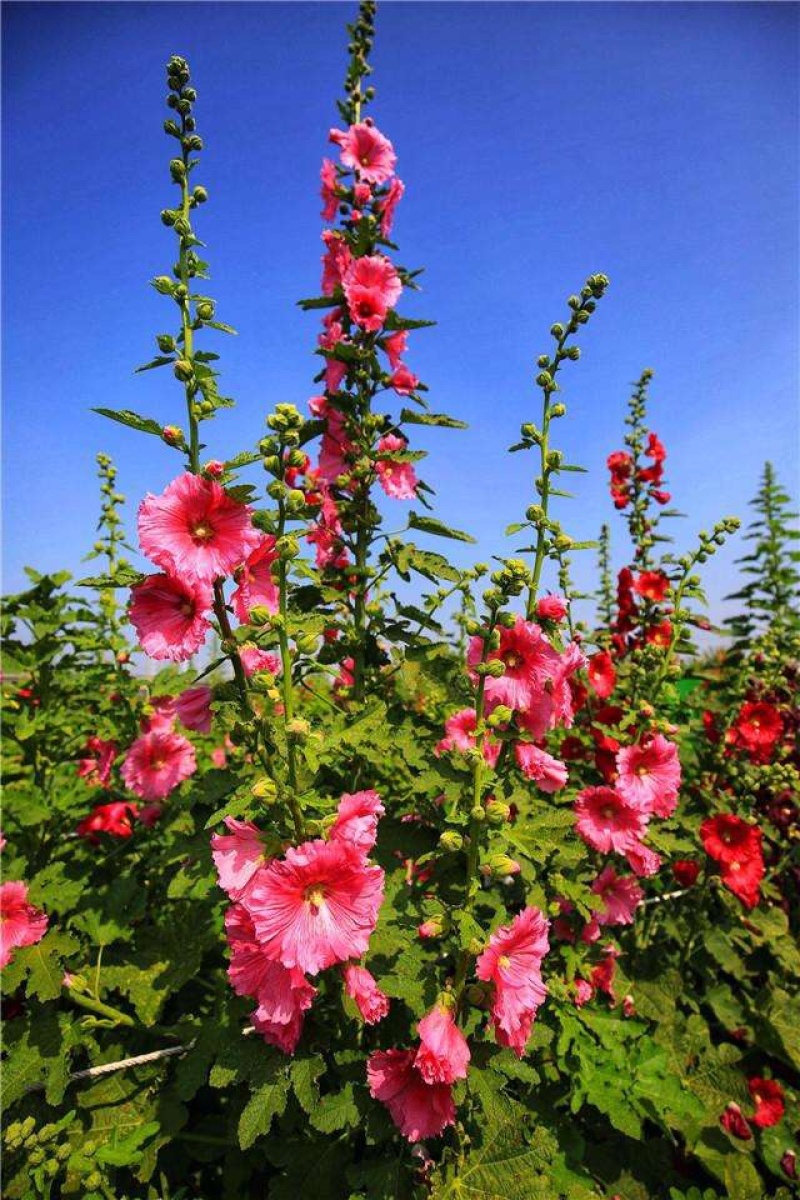 蜀葵种子，蜀葵花种子