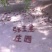 小李若羌米兰灰枣，37年年轮，要好货的请联系我，非诚勿扰