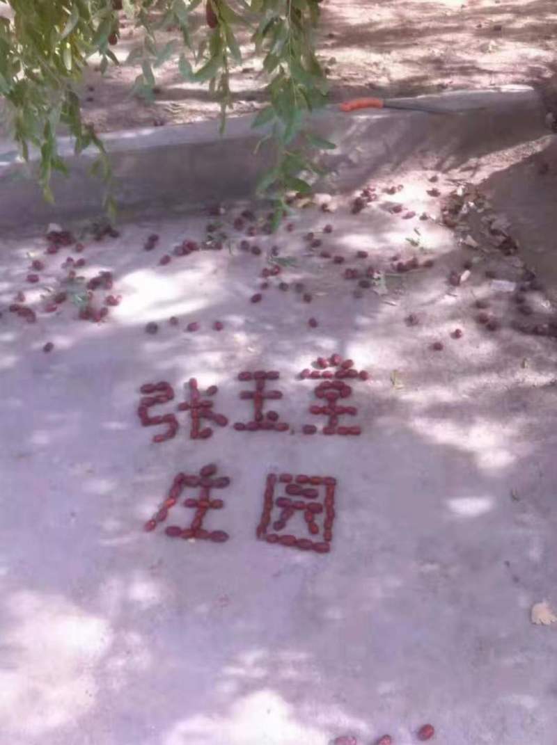 小李若羌米兰灰枣，37年年轮，要好货的请联系我，非诚勿扰
